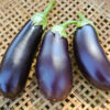 Eggplant, 'Diamond