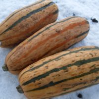 Winter Squash, Blue Kuri (Organic) - Adaptive Seeds