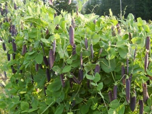 Shelling Pea, Clarke's Beltony Blue (Organic)