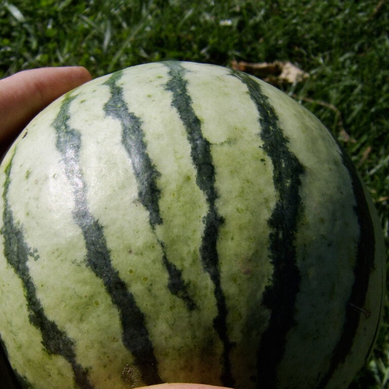 Watermelon, Early Moonbeam (Organic) - Adaptive Seeds