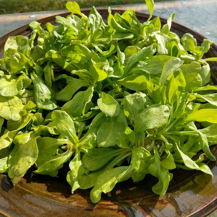 How To Grow Corn Salad (Mache)