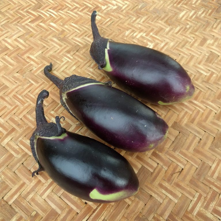 Eggplant Shimoda Organic Adaptive Seeds 