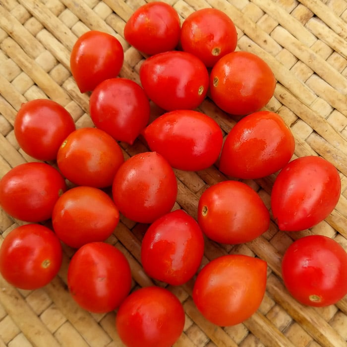 BlushingStar Tomato (F1 Hybrid 70-75 Days)