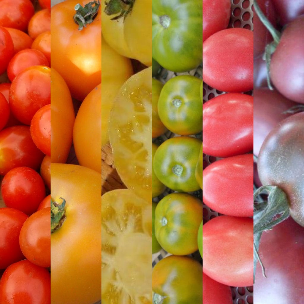 Organic Rainbow Slicer Tomato Collection