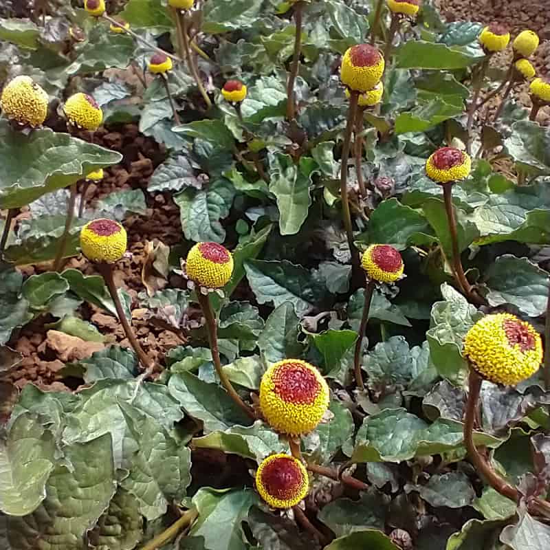 Toothache Plant / Spilanthes - Adaptive