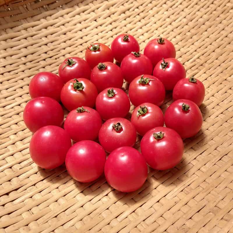 Tomato (Pink Brandywine) – Kids Seed Co.