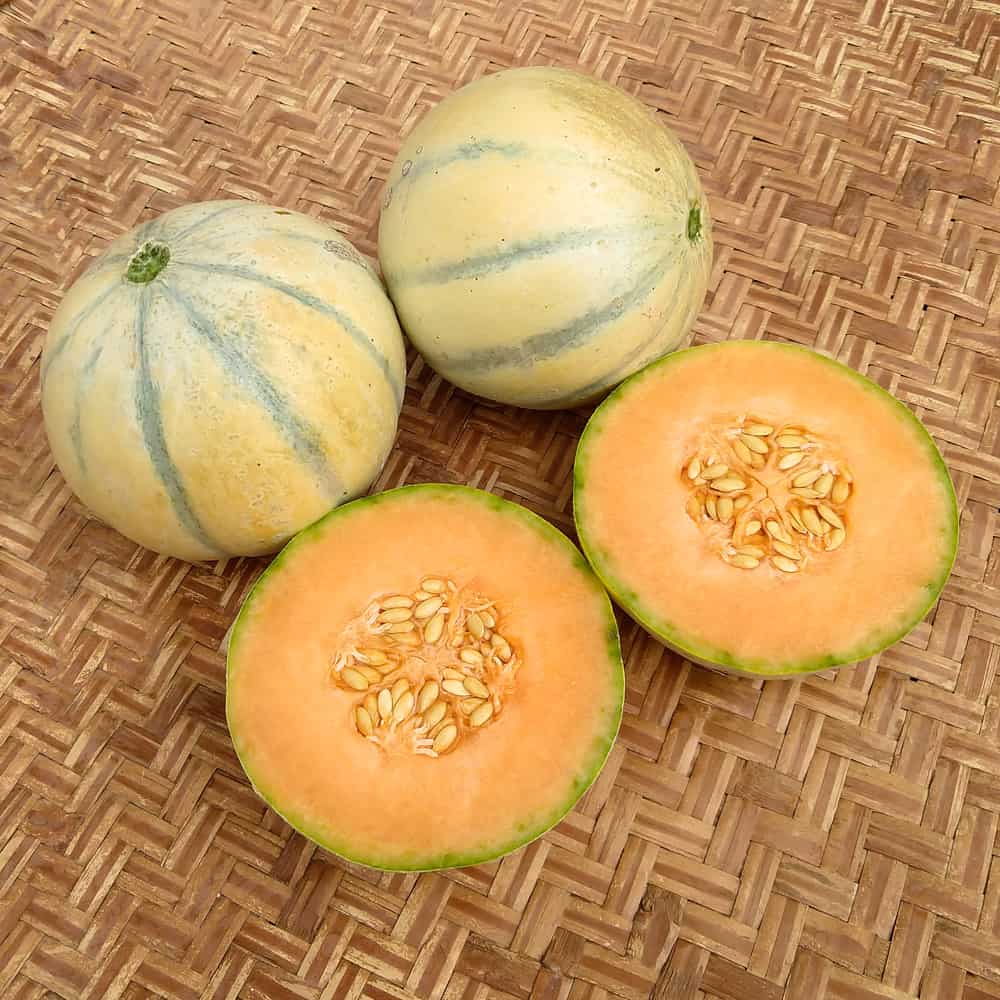 Melon Charentais Superprécoce Du Roc Organic Adaptive Seeds