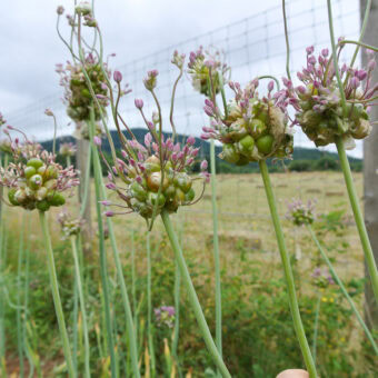 Organic Babington Leek bulbils